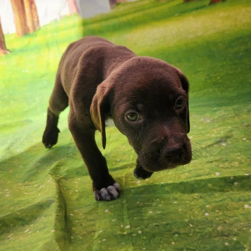 Gracie Jb thumbnail 2