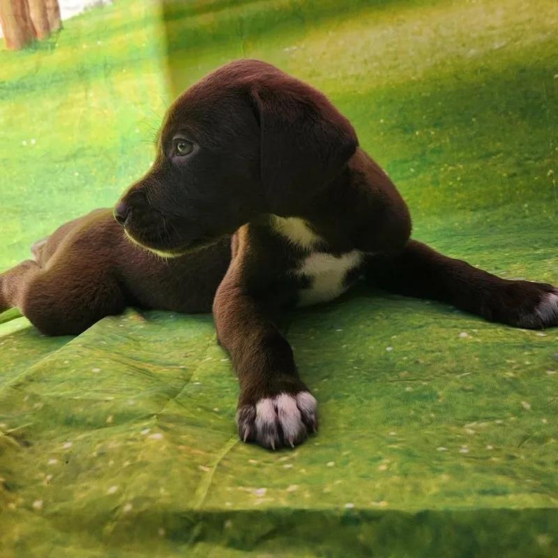 Gracie Jb thumbnail 3