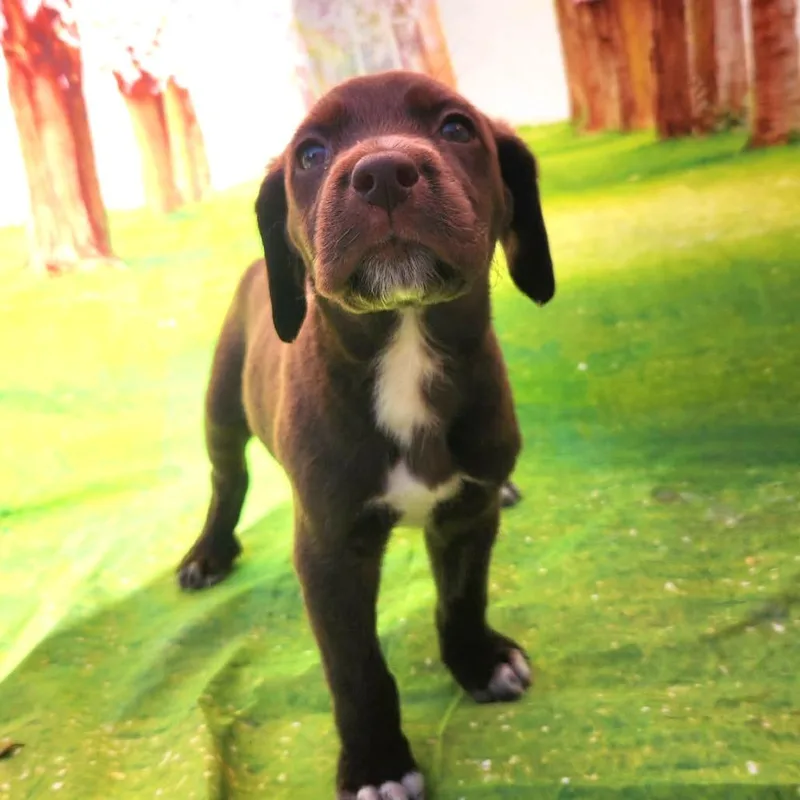 Gracie Jb thumbnail 5