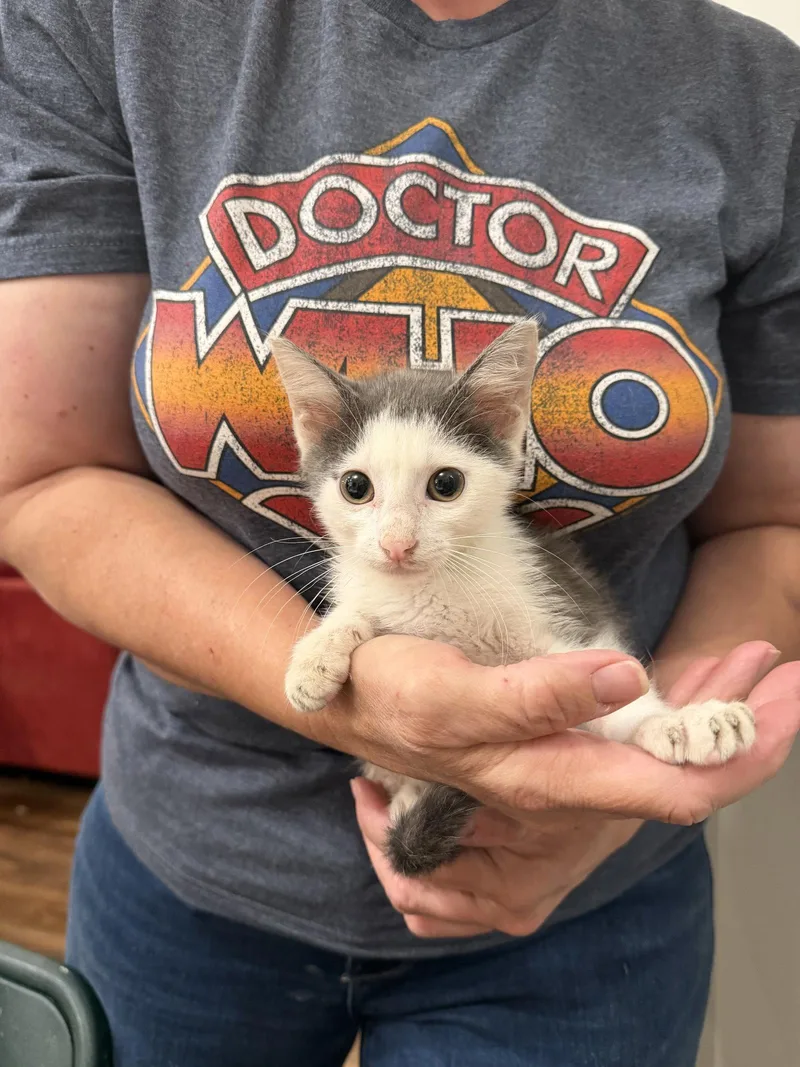 A young medium-sized male Gray & White Domestic Short Hair cat named Chonkasaurus for adoption in Camden, SC