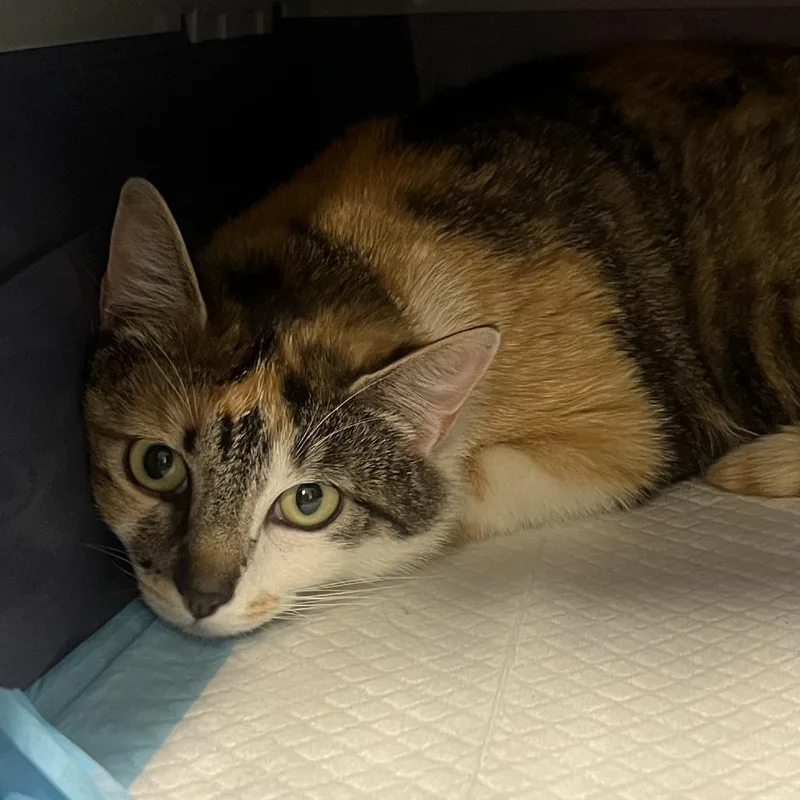 A young small-sized female Calico Domestic Short Hair cat named Gucci for adoption in Salt Lake City, UT