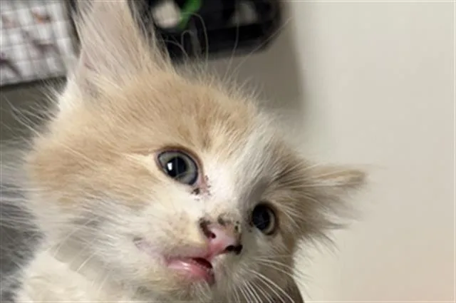 A baby small-sized male Domestic Short Hair cat named Simba for adoption in Bakersfield, CA