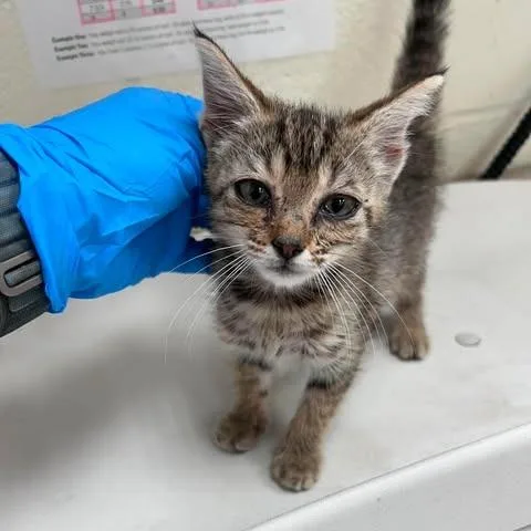 A baby small-sized female Brown / Chocolate Domestic Short Hair cat named Keyka for adoption in Bastrop, TX