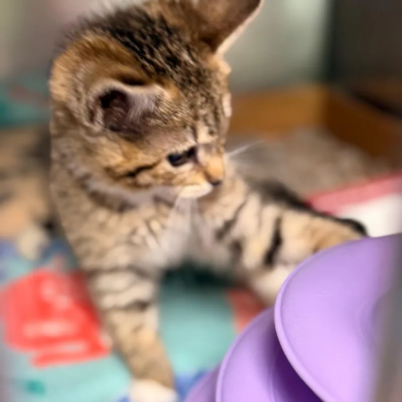 A baby small-sized female Domestic Short Hair cat named Paisley for adoption in Cumming, GA