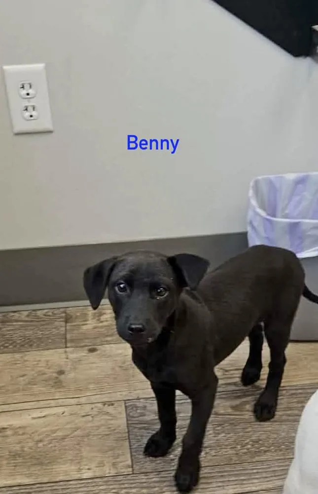 A baby small-sized male Black Hound dog named Benson for adoption in Norfolk, MA