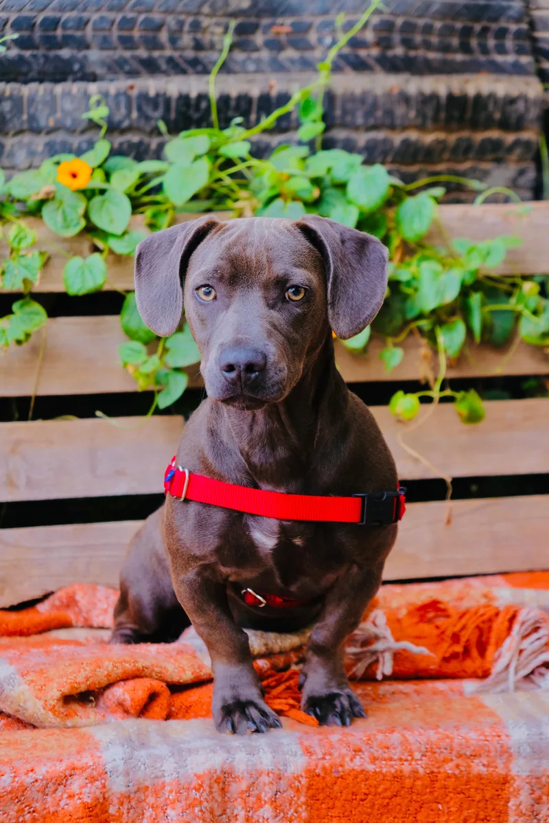 A young medium-sized female Gray / Blue / Silver Pit Bull Terrier dog named Blue for adoption in San Diego, CA
