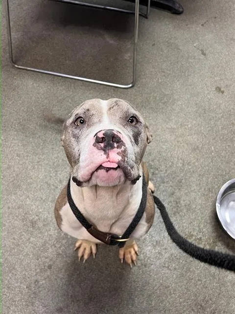 A young medium-sized female Mixed Breed dog named Tamayo for adoption in Jacksonville, FL