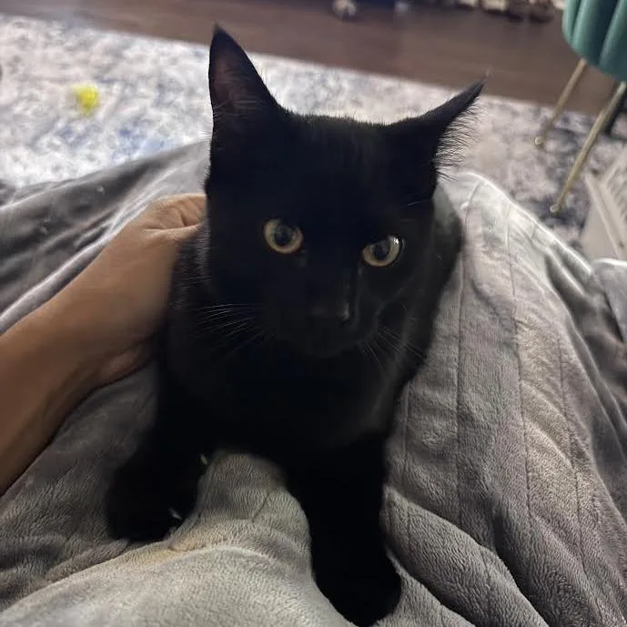 A young medium-sized male Domestic Short Hair cat named Thackery for adoption in Auburn, AL