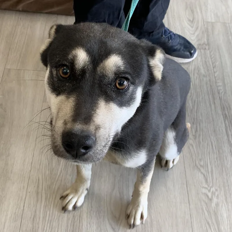 An adult medium-sized male Black Husky dog named Chewy for adoption in Cleveland, MS