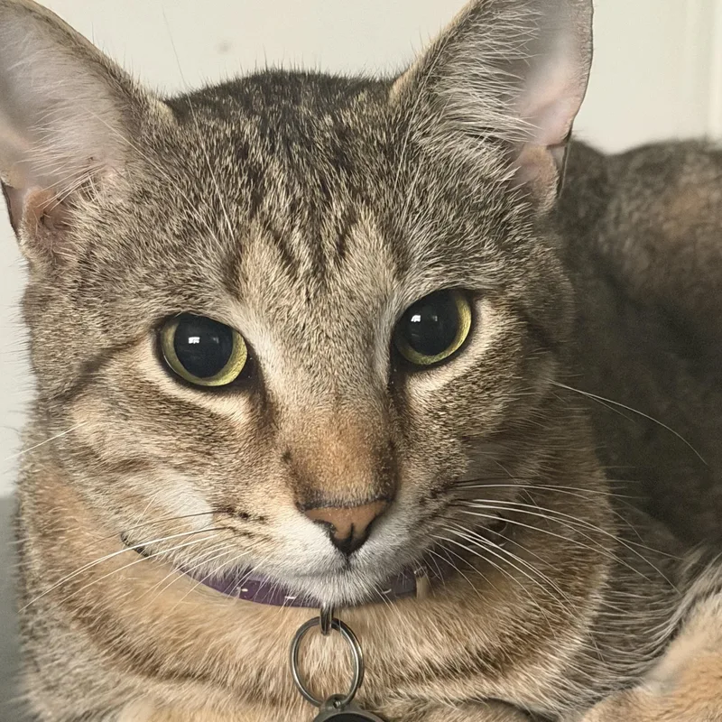 Luna thumbnail 5