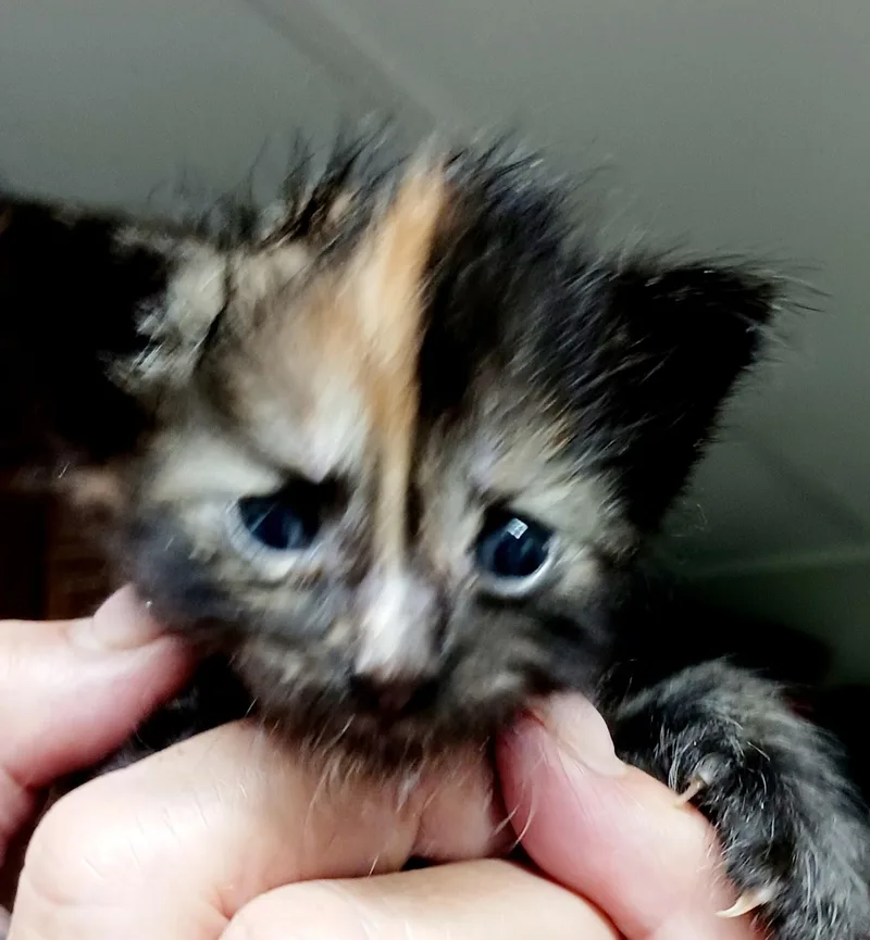 A baby medium-sized female Tortoiseshell Domestic Medium Hair cat named Miranda for adoption in Bulverde, TX