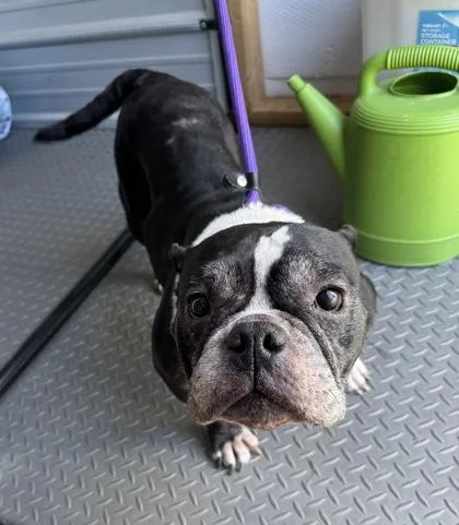 An adult small-sized female Mixed Breed dog named Crista for adoption in Savannah, GA
