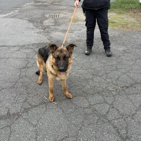 An adult large-sized male German Shepherd Dog dog named Tracker for adoption in Turners Falls, MA