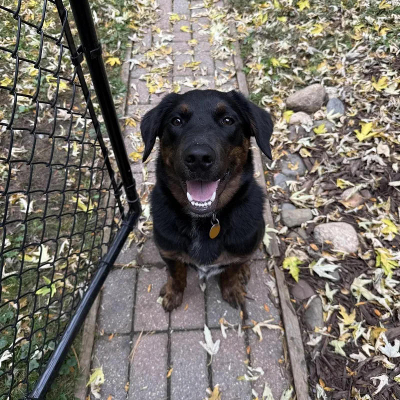 A young large-sized male Black Cattle Dog dog named Davis D for adoption in Minnetonka, MN