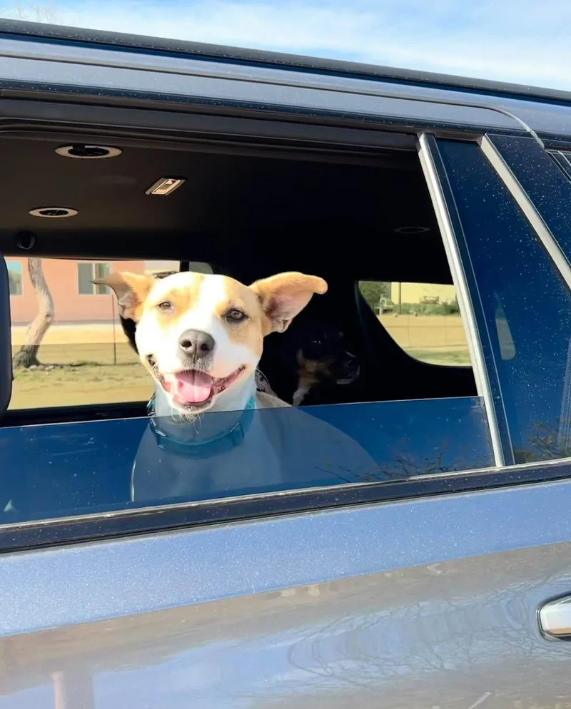 An adult medium-sized female Pit Bull Terrier dog named Layci for adoption in Phoenix, AZ