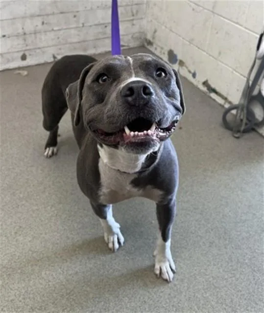 An adult medium-sized female Pit Bull Terrier dog named Violet for adoption in San Bernardino, CA