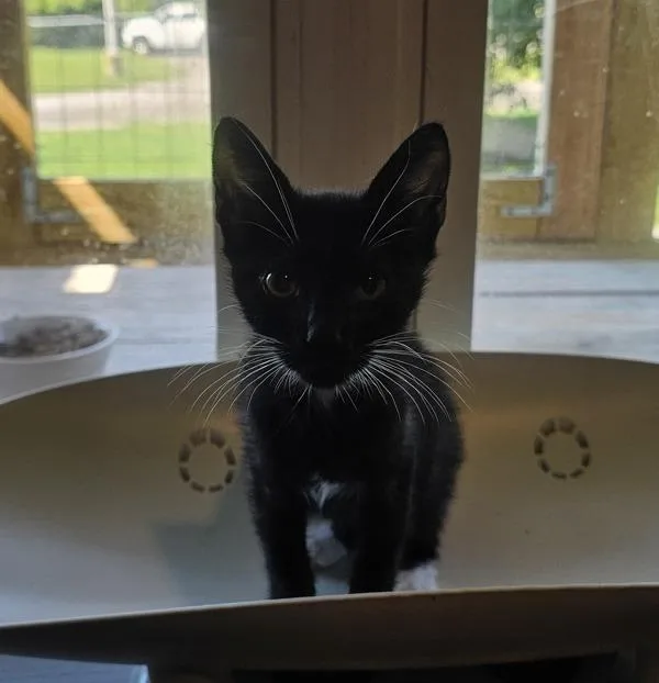 A baby small-sized male Domestic Short Hair cat named Dorian for adoption in Cleveland, TN