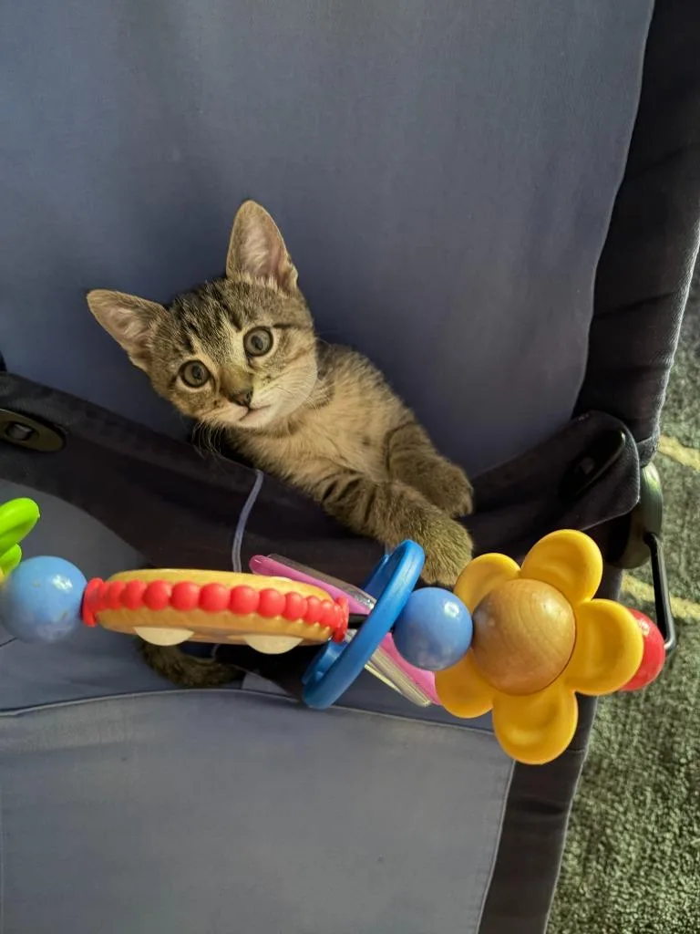 A baby medium-sized female Domestic Short Hair cat named Dewey for adoption in Minneapolis, MN