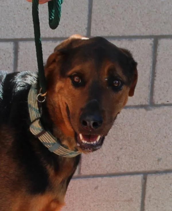 A young large-sized male Shepherd dog named Jrbrisket for adoption in Oceanside, CA