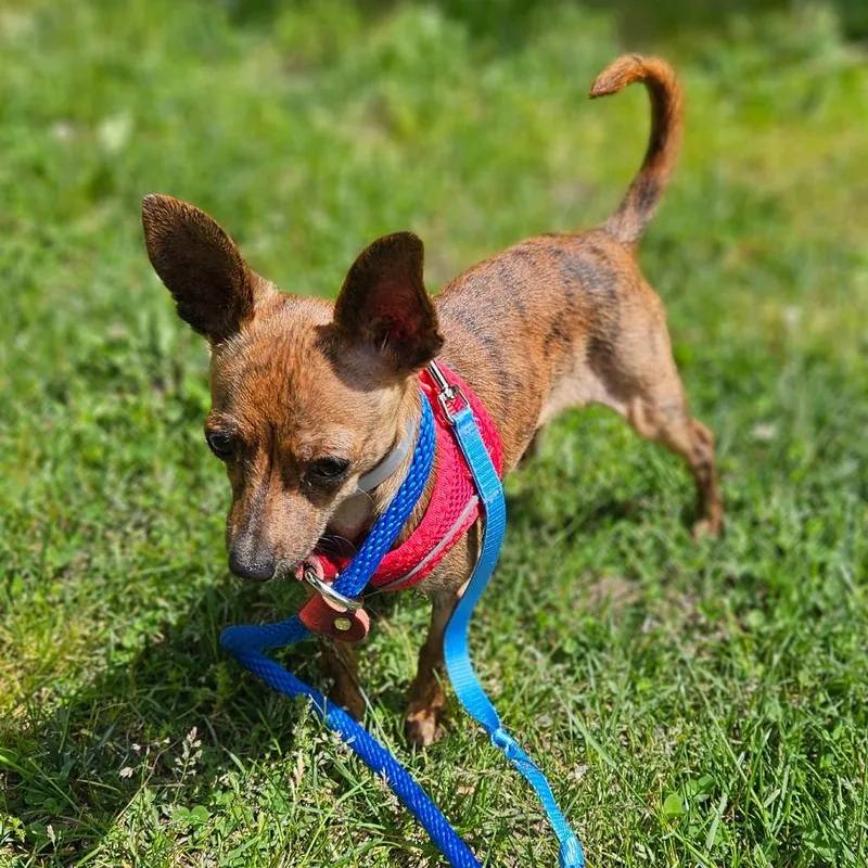 A baby small-sized male Brindle Mixed Breed dog named Pablo for adoption in Westhampton, NY