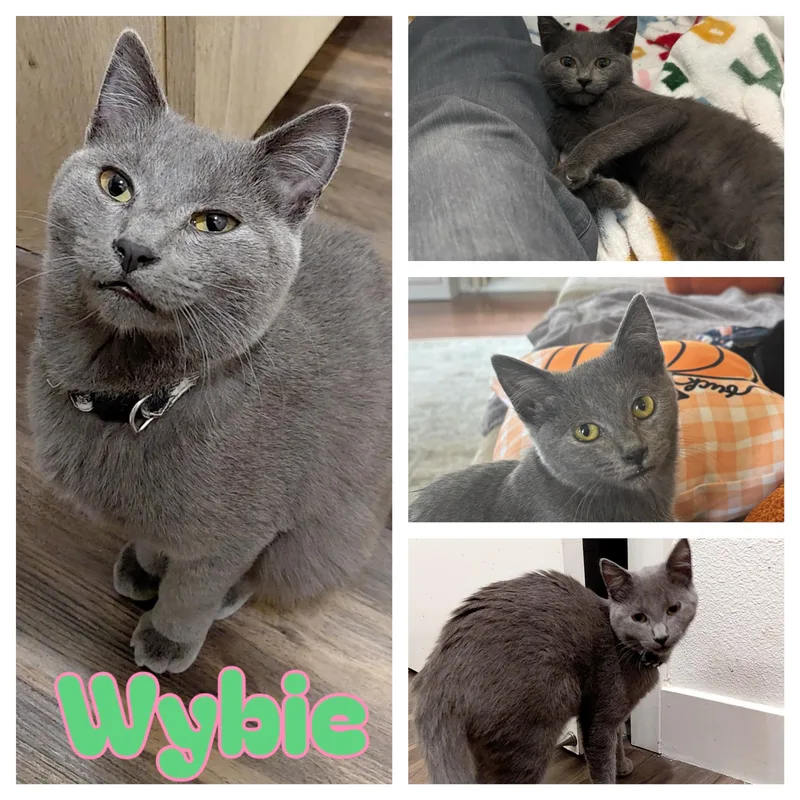 Wybie
