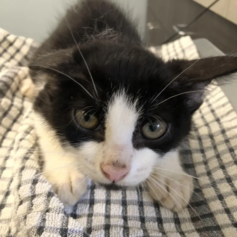 A baby medium-sized male Black Domestic Short Hair cat named Steve for adoption in Oak Park, IL