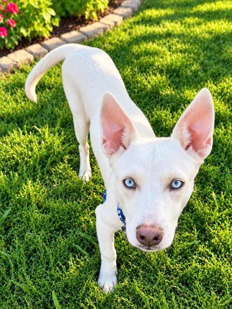 A baby medium-sized male Shepherd dog named Tadd for adoption in Park Forest, IL