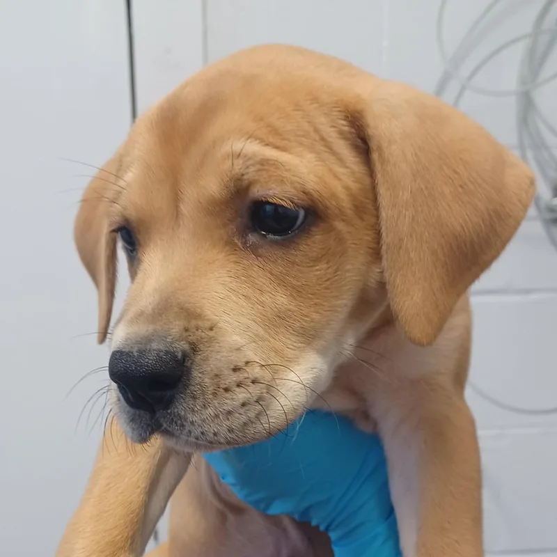 A baby small-sized female Yellow / Tan / Blond / Fawn Labrador Retriever dog named Undergrad for adoption in Hattiesburg, MS