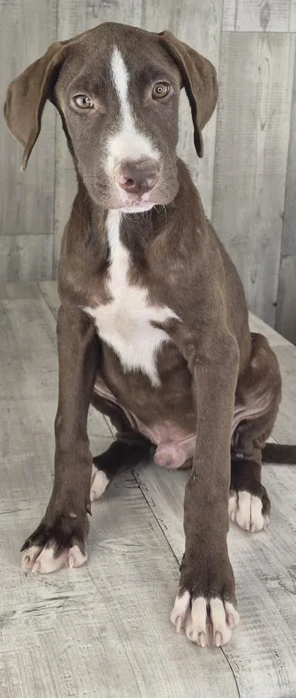 Chewie