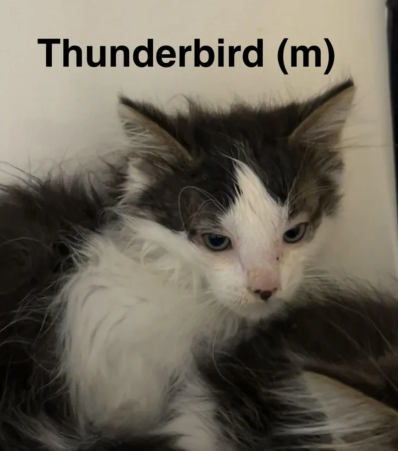 A baby medium-sized male Domestic Long Hair cat named Thunderbird for adoption in Saugerties, NY