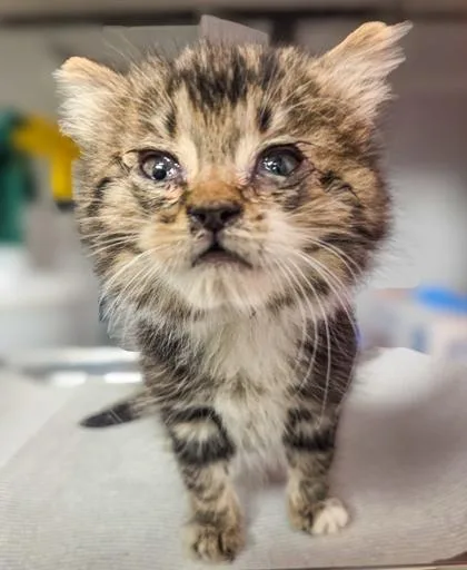 A baby small-sized female Domestic Short Hair cat named McFluffy for adoption in Fresno, CA