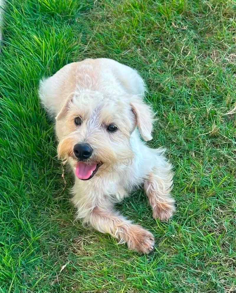 An adult small-sized male Schnauzer dog named Pee Wee for adoption in New Bedford, MA