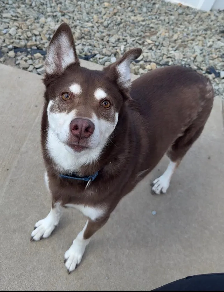 An adult large-sized male Husky dog named Max for adoption in Rochester, IN