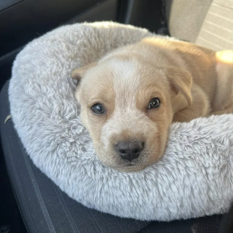 A baby small-sized male Yellow / Tan / Blond / Fawn Mixed Breed dog named Pearl for adoption in Gainesville, FL