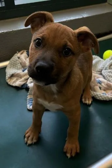 An adult large-sized male Shepherd dog named Elliott for adoption in San Antonio, TX