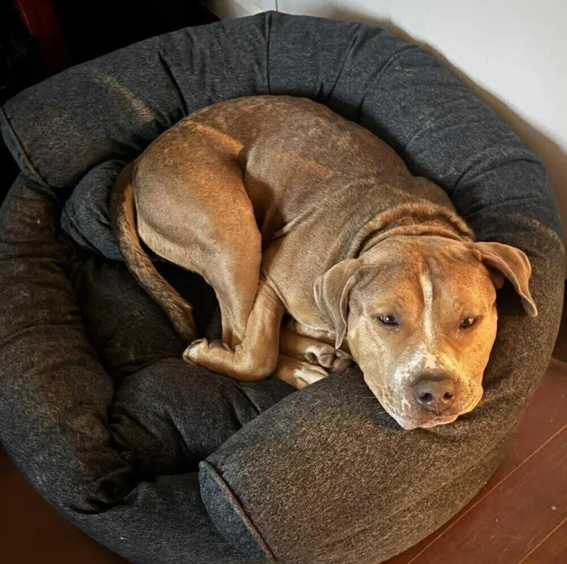 An adult large-sized male American Bully dog named Crixus for adoption in Long Island City, NY