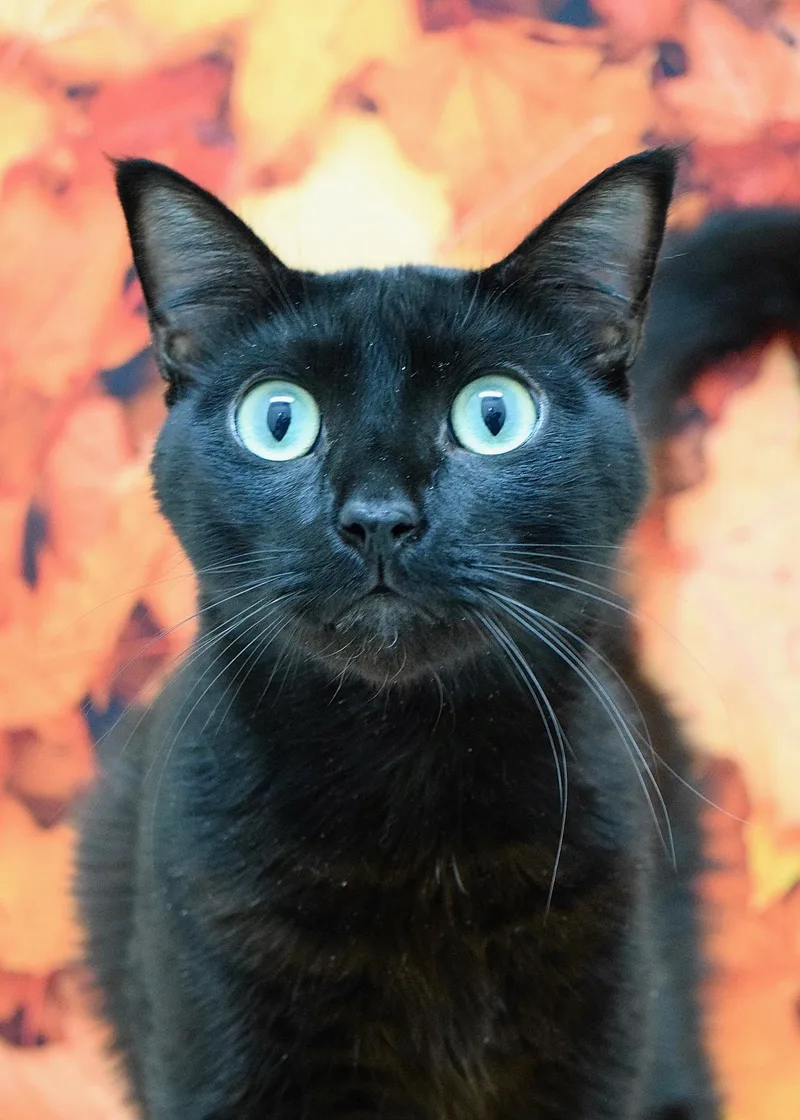 A senior large-sized male Domestic Short Hair cat named Katara for adoption in Dublin, CA