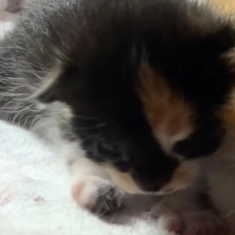 A baby small-sized female Calico Domestic Short Hair cat named Hazel for adoption in Priest River, ID