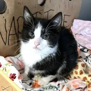 A baby small-sized female Black Domestic Short Hair cat named Neuse for adoption in Novelty, OH