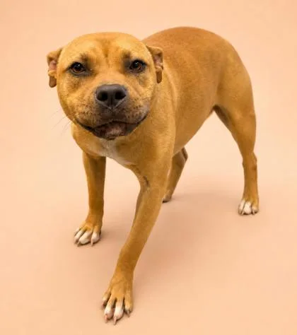 An adult medium-sized female Pit Bull Terrier dog named Goldie for adoption in Bowling Green, KY