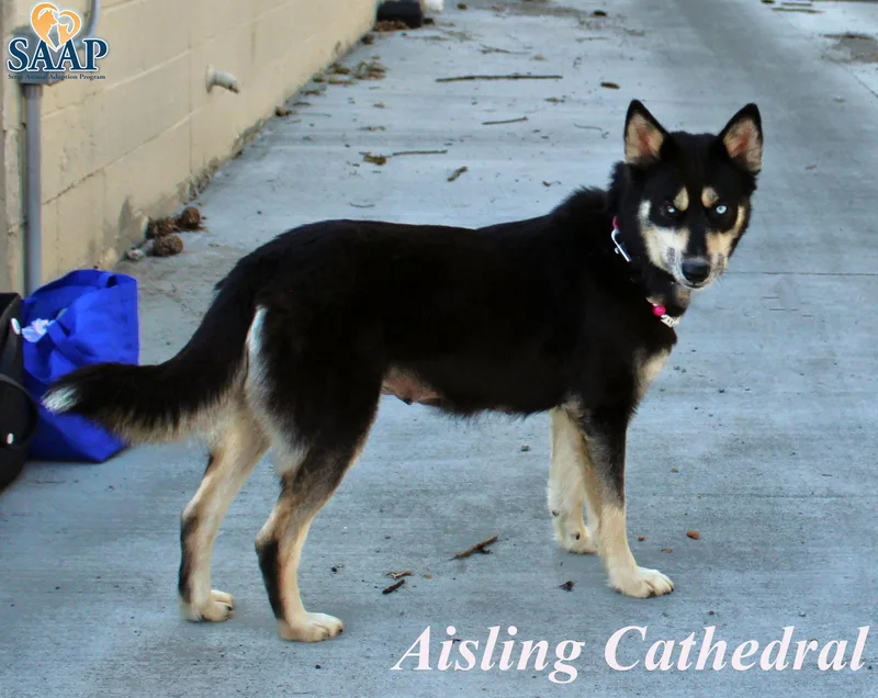 Aisling Cathedral thumbnail 2