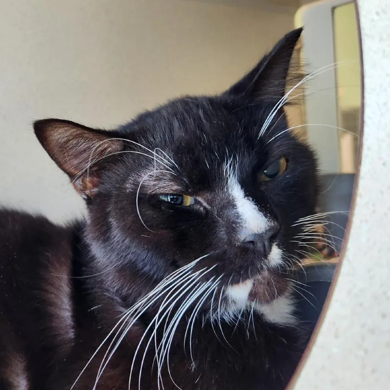 Sailor Cat Shadow