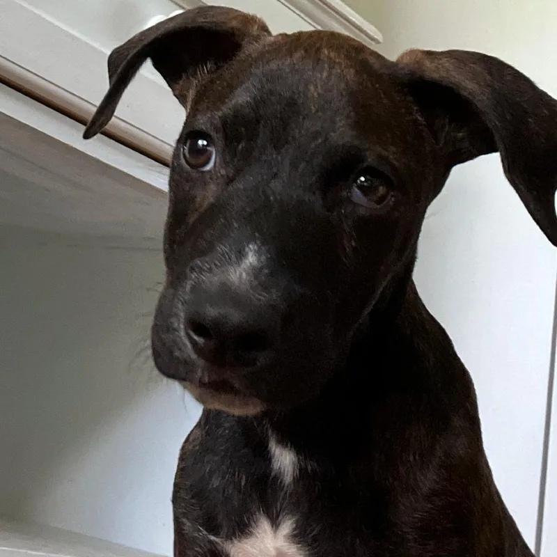 A young medium-sized male Brindle Whippet dog named Maverick for adoption in Kilauea, HI