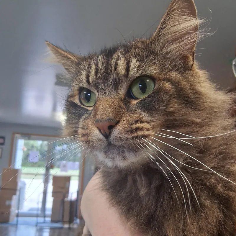 An adult large-sized male Domestic Long Hair cat named Meowchi for adoption in Lexington, MI