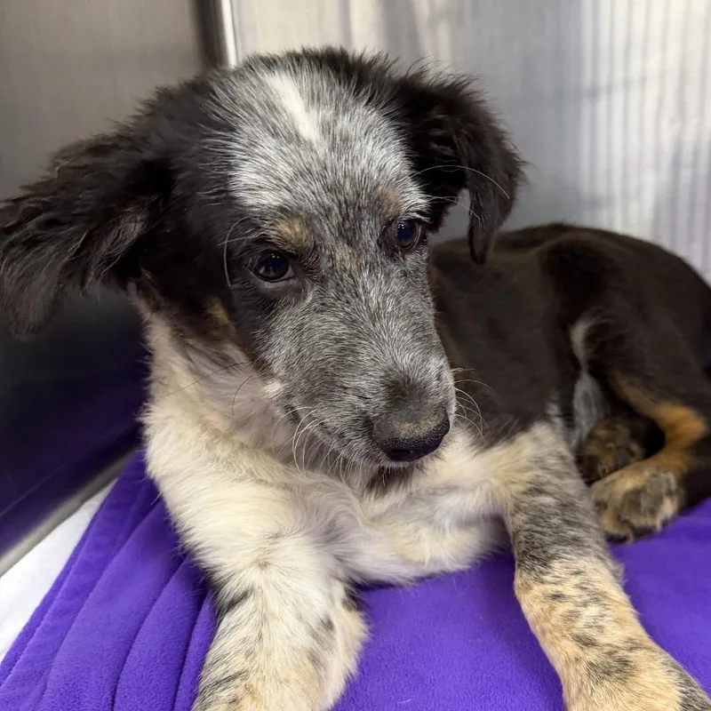 A baby medium-sized female Brown / Chocolate Mixed Breed dog named Princess for adoption in Midland, TX