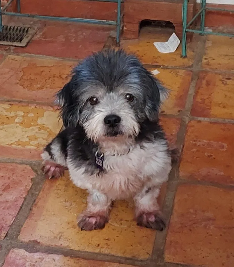 An adult small-sized male Gray / Blue / Silver Lhasa Apso dog named Seal for adoption in Acworth, GA