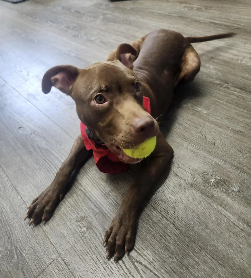 A baby medium-sized male Brown / Chocolate Pit Bull Terrier dog named Gooba for adoption in Mansfield, OH