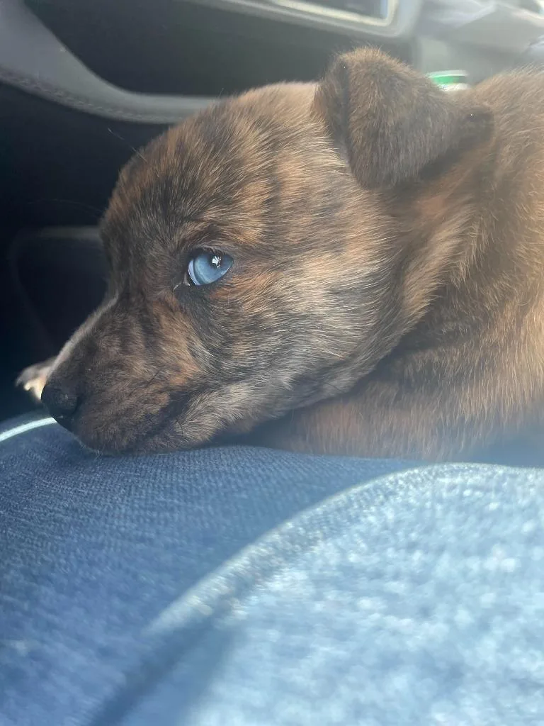 A baby medium-sized male Mixed Breed dog named Patrick for adoption in Raleigh, NC