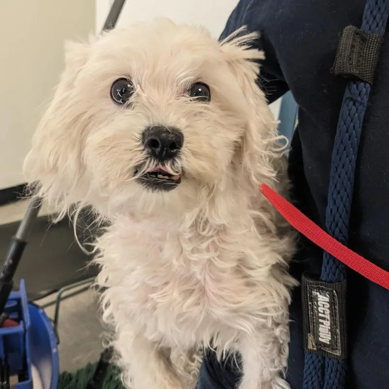 An adult small-sized male White / Cream Mixed Breed dog named Blu for adoption in Philadelphia, PA