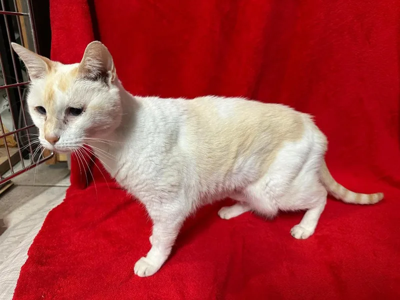 A senior medium-sized female Siamese cat named Marshmallow for adoption in Magnolia, TX